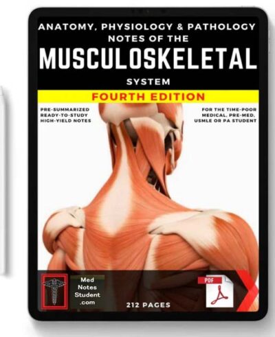 The Musculoskeletal System