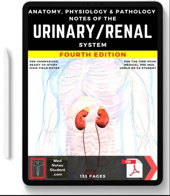 Urinary / Renal System